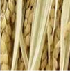 Previsão do tempo para cidades produtoras de Arroz