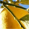 Previsão do tempo para cidades produtoras de Laranja