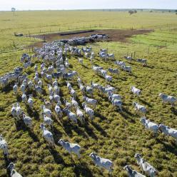 Brasil exportará carne bovina para Tailândia