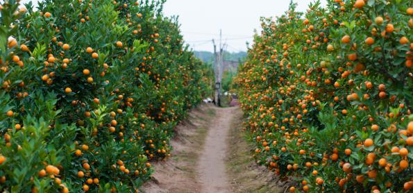 Estação chuvosa aumenta a incidência da podridão nas frutas