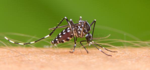 Temporada de chuvas aumenta o risco de surto de dengue no BR