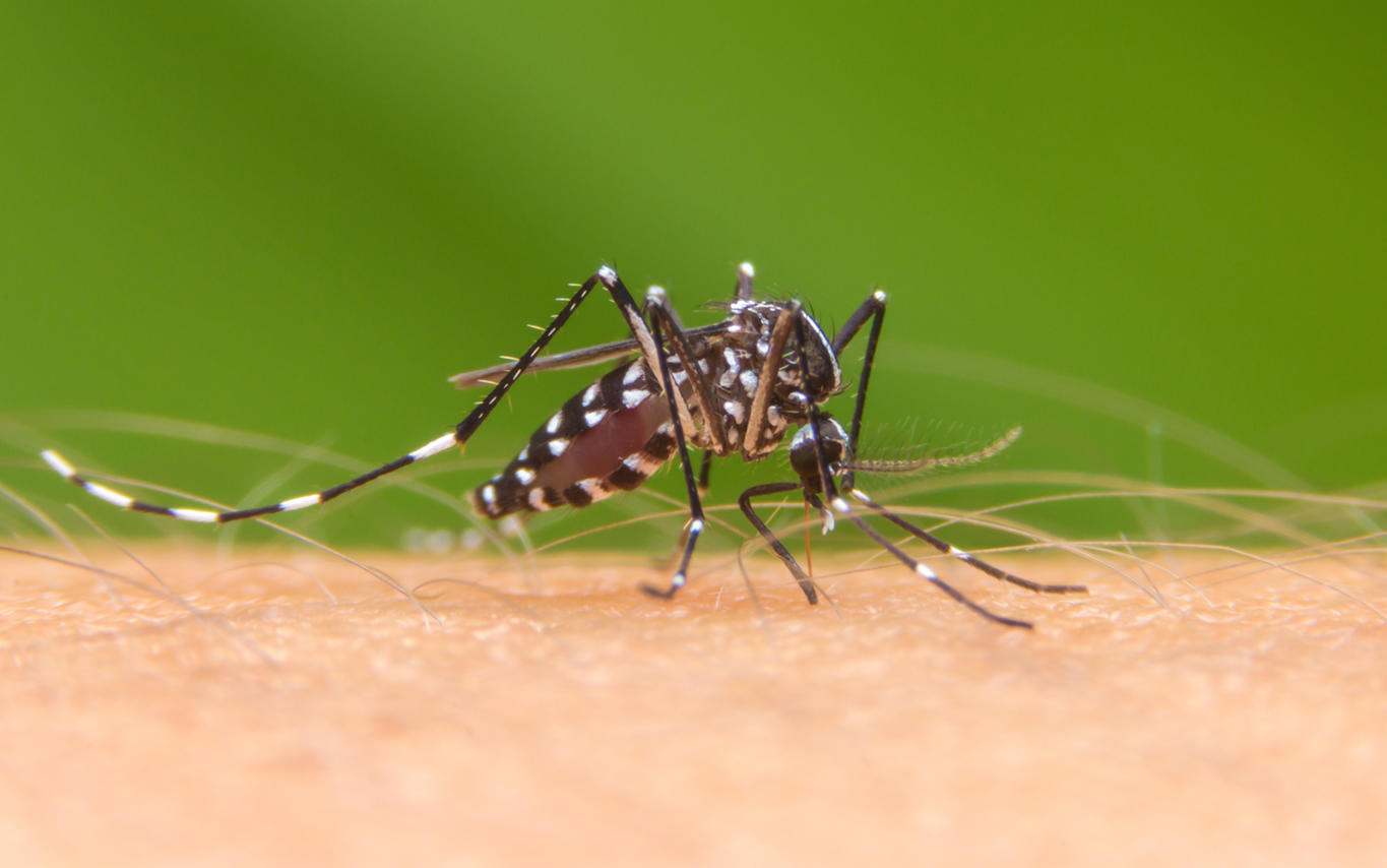 Die Regenzeit erhöht das Risiko eines Dengue-Ausbruchs in Brasilien
