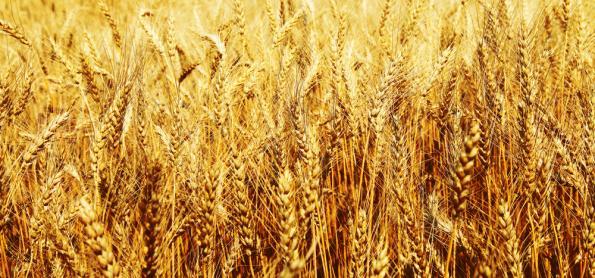 Novo zoneamento agrícola do trigo