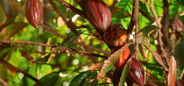 Recebimento de cacau nacional aumentou 10,5% em outubro