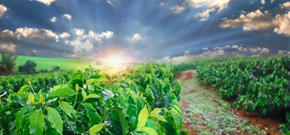 Perspectiva de produtividade das lavouras se mantém estáveis | Climatempo