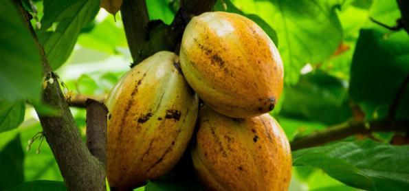 Moagem de cacau cresce 0,82% 