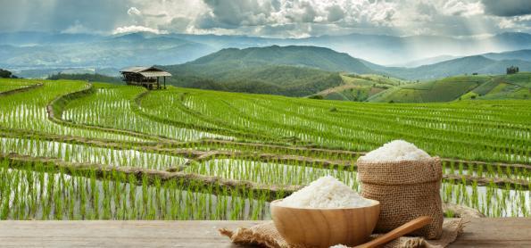 Colheita do arroz atinge 19% no RS 
