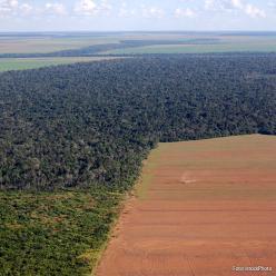 Mato Grosso tem potencial para plantio de florestas