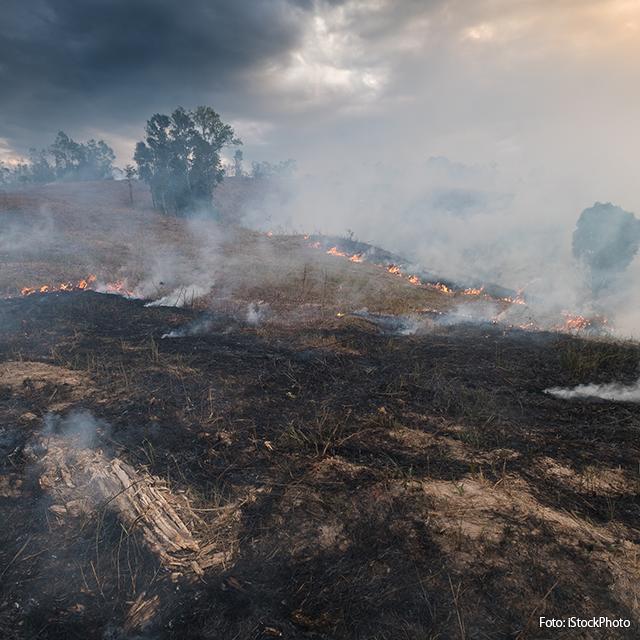 Estudo pode melhorar o monitoramento de queimadas no Cerrado