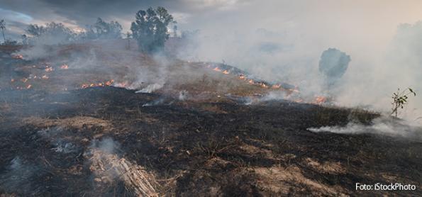 África também sofre com incêndios florestais