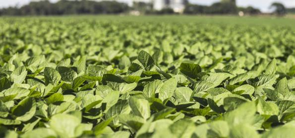 Safra de feijão deverá crescer 13% em produção e produtividade