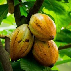BR é reconhecido como exportador de cacau fino e de aroma