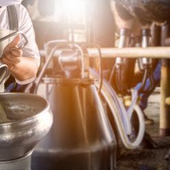 Projeto auxilia pequenos produtores de leite durante período de seca