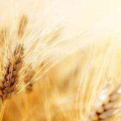 Colheita do trigo no Paraná atinge 28% da área