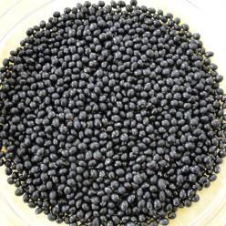 Nova cultivar de soja chega ao mercado brasileiro