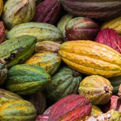 Espírito Santo irá receber sementes híbridas de cacau