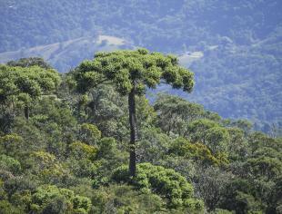 Araucaria