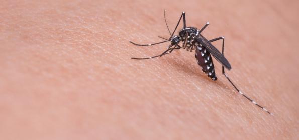 Campanha contra Aedes Aegypti será reforçada no Verão 