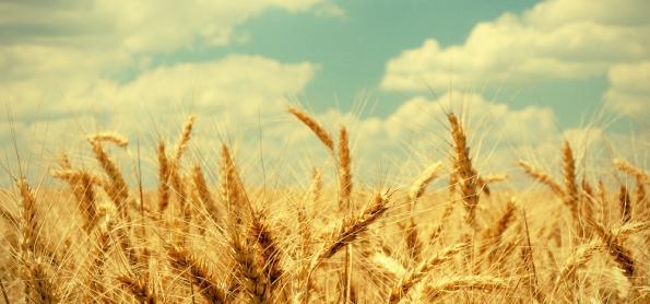 Clima favoreceu o trigo do Paraná e preço é competitivo