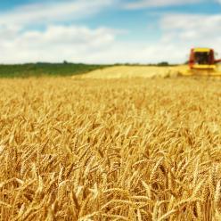 Safra 2019 de trigo está em estágio avançado de colheita