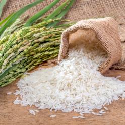 Chuva prejudica manejo das lavouras de arroz