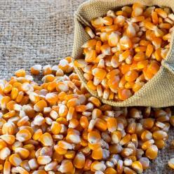 Exportações do agro atingem US$ 8,4 bilhões em outubro