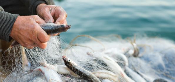 Pescado de áreas atingidas por óleo está próprio para consumo