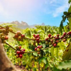 Exportação global de café atinge 84 milhões de sacas