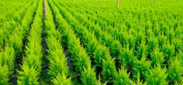 Procura por árvores de Natal naturais cresce cerca de 15%