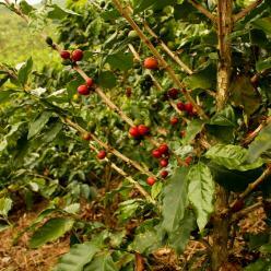 Aumento da safra de café é impulsionada pela bienalidade