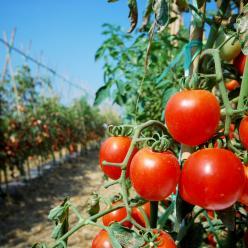 Maior produtividade e rentabilidade com o cultivo de tomate