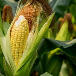 Estimativa da Conab aponta área de milho 1,1% maior