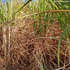 Resíduo da produção de etanol pode virar fertilizante agrícola