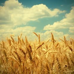 Trigo no Cerrado Central tem potencial de crescimento