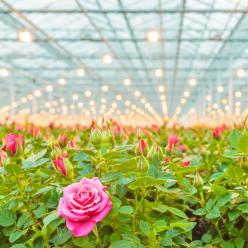 Produtores de flores registram grandes perdas