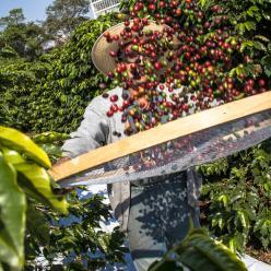 Consumo mundial de café supera produção