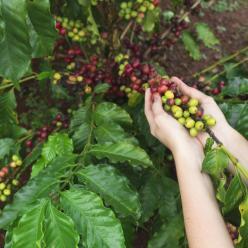 Produtor de café recebe orientação sobre Covid-19