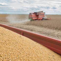 Brasil colhe 123,5 milhões de toneladas de soja