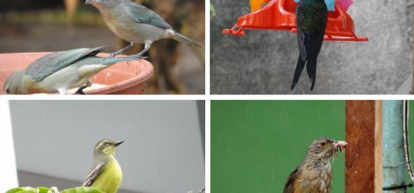 Conectar com a natureza e ajudar a ciência durante a quarentena