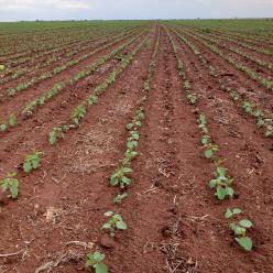 Operações de Proagro começam na Região Sul