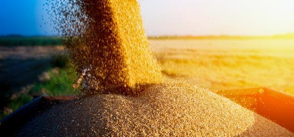 Clima influencia o ritmo da nova safra