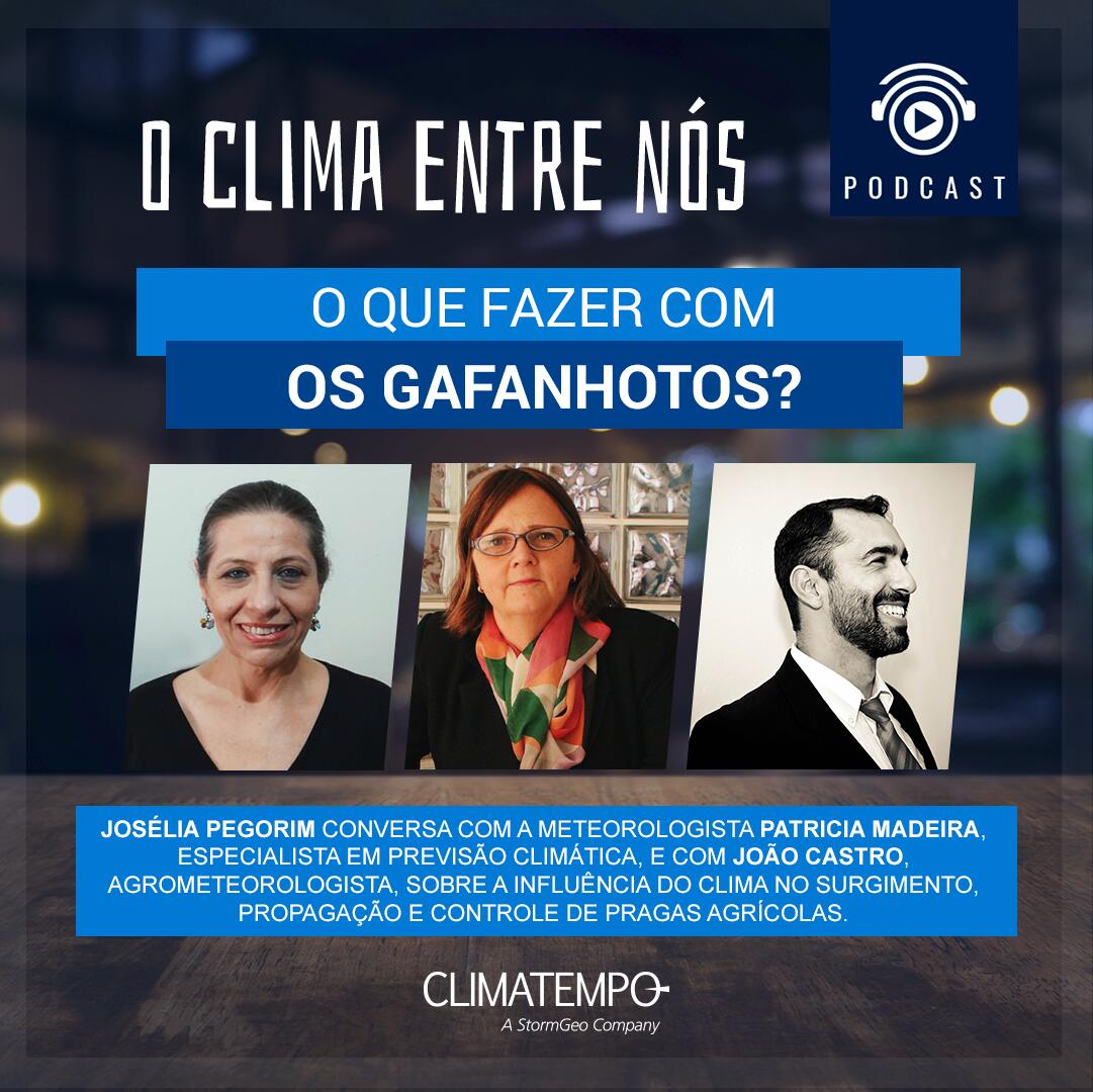 Clima e pragas: o que fazer com os ganfanhotos?