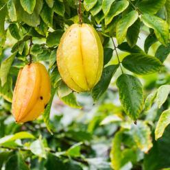 Mapa informa captura de um exemplar de mosca-da-carambola em Boa Vista