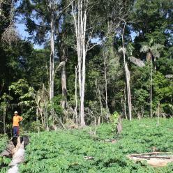 Estudo revela cultivos e plantas alimentícias indígenas no Acre