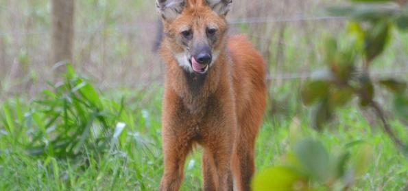 Nova cédula R$ 200 eleva a atenção para a preservação do lobo-guará