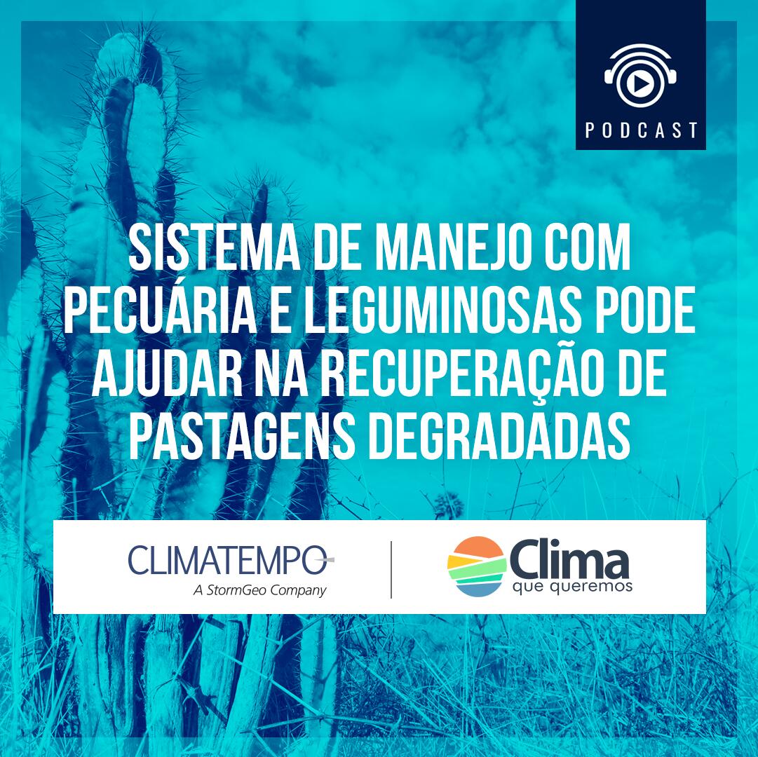 Pastagem degradada pode ser recuperada com pecuária e leguminosa