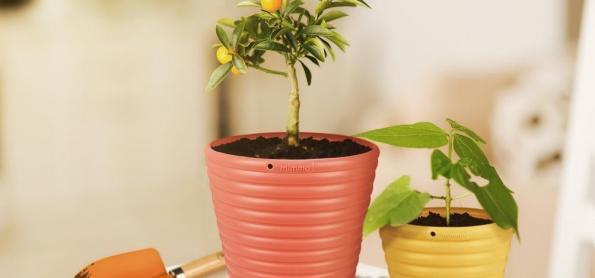 Cinco passos para cultivar árvores frutíferas em vasos