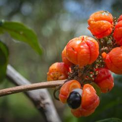 Guaraná da Terra Indígena recebe 1ª Indicação Geográfica