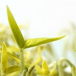 Quais os principais mecanismos de defesa da planta?