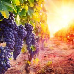 Sistema permite cadastro de produtores de uva e vinho do país